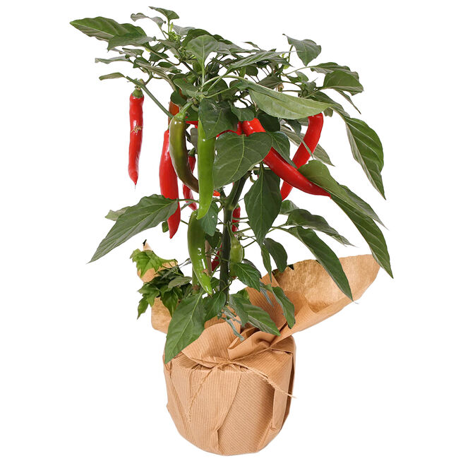 Indoor Chilli Plant