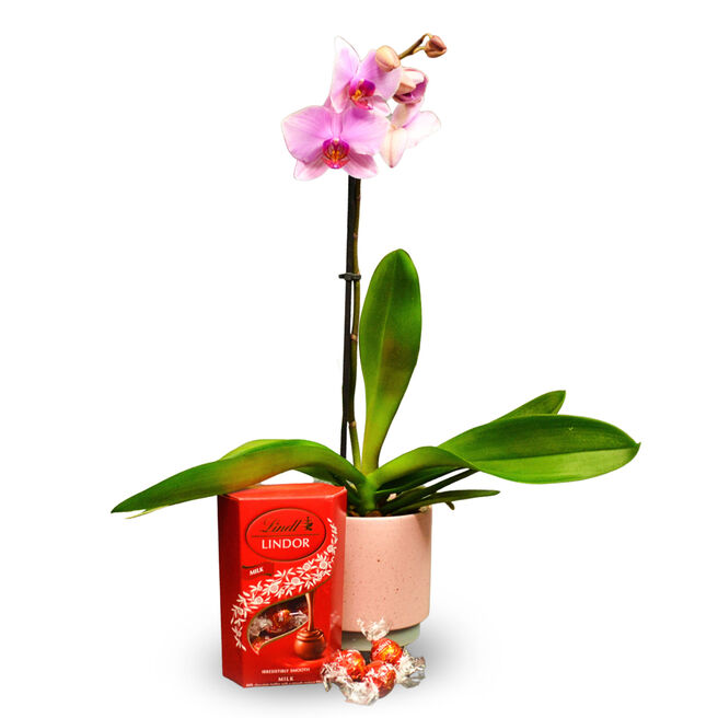 Pink Orchid & Lindt Chocolate Truffles