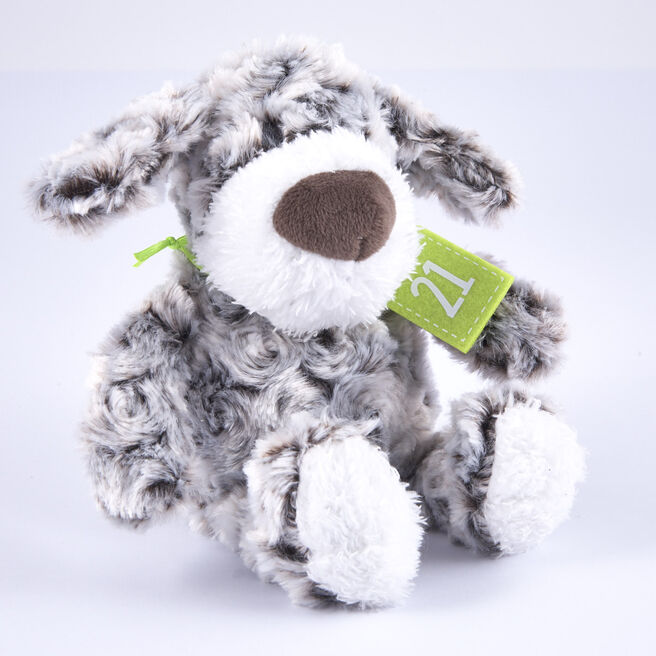 21st Birthday - Grey & White Dog In Gift Bag
