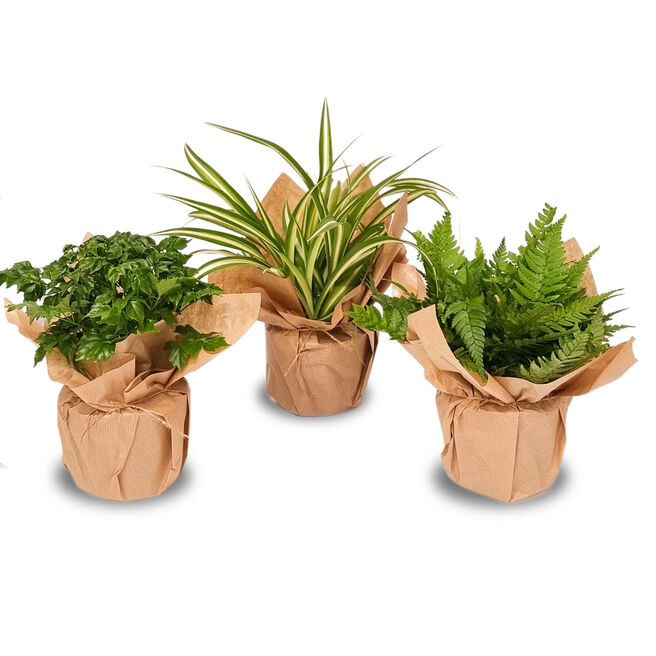 The Beginners Houseplant Bundle