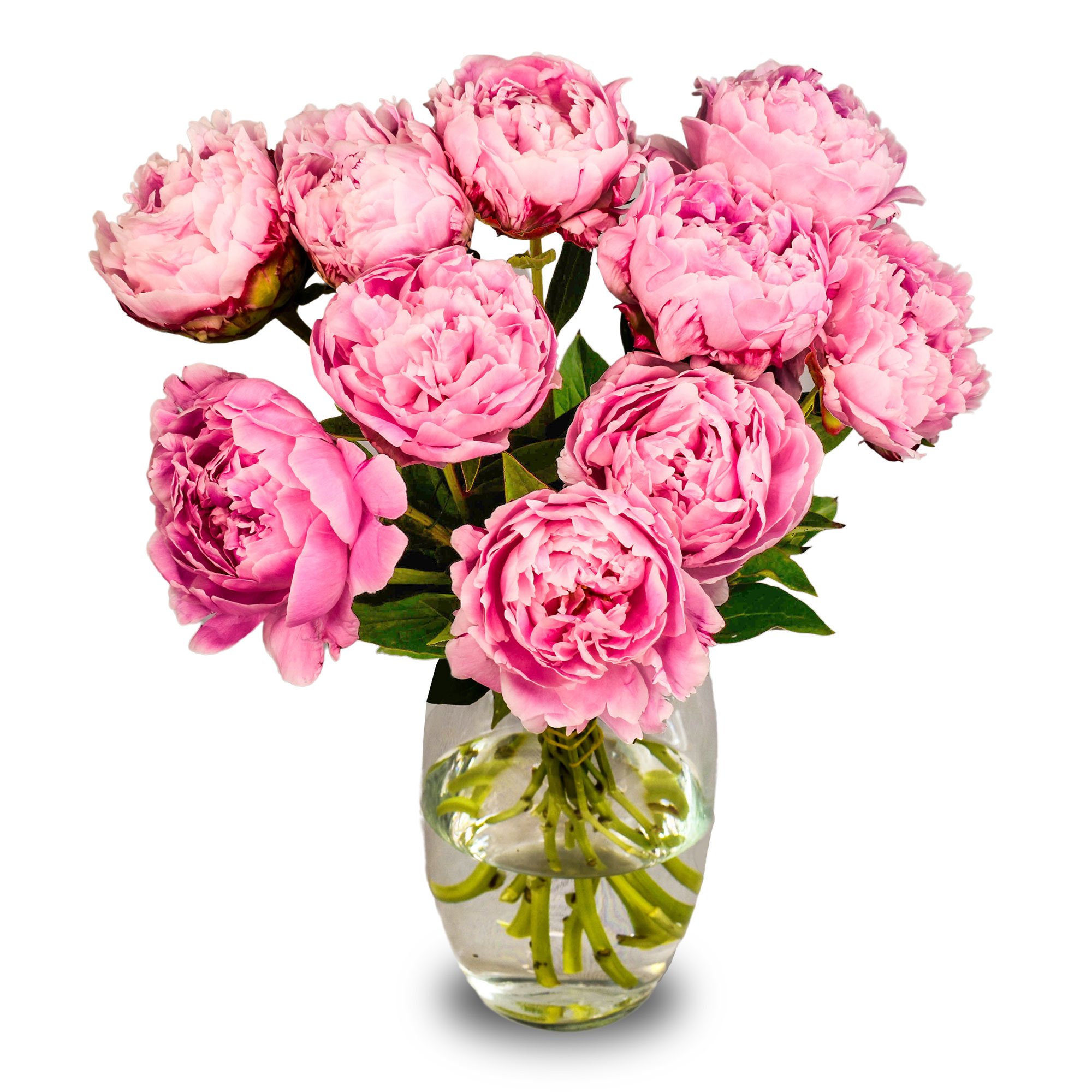 Letterbox Peonies