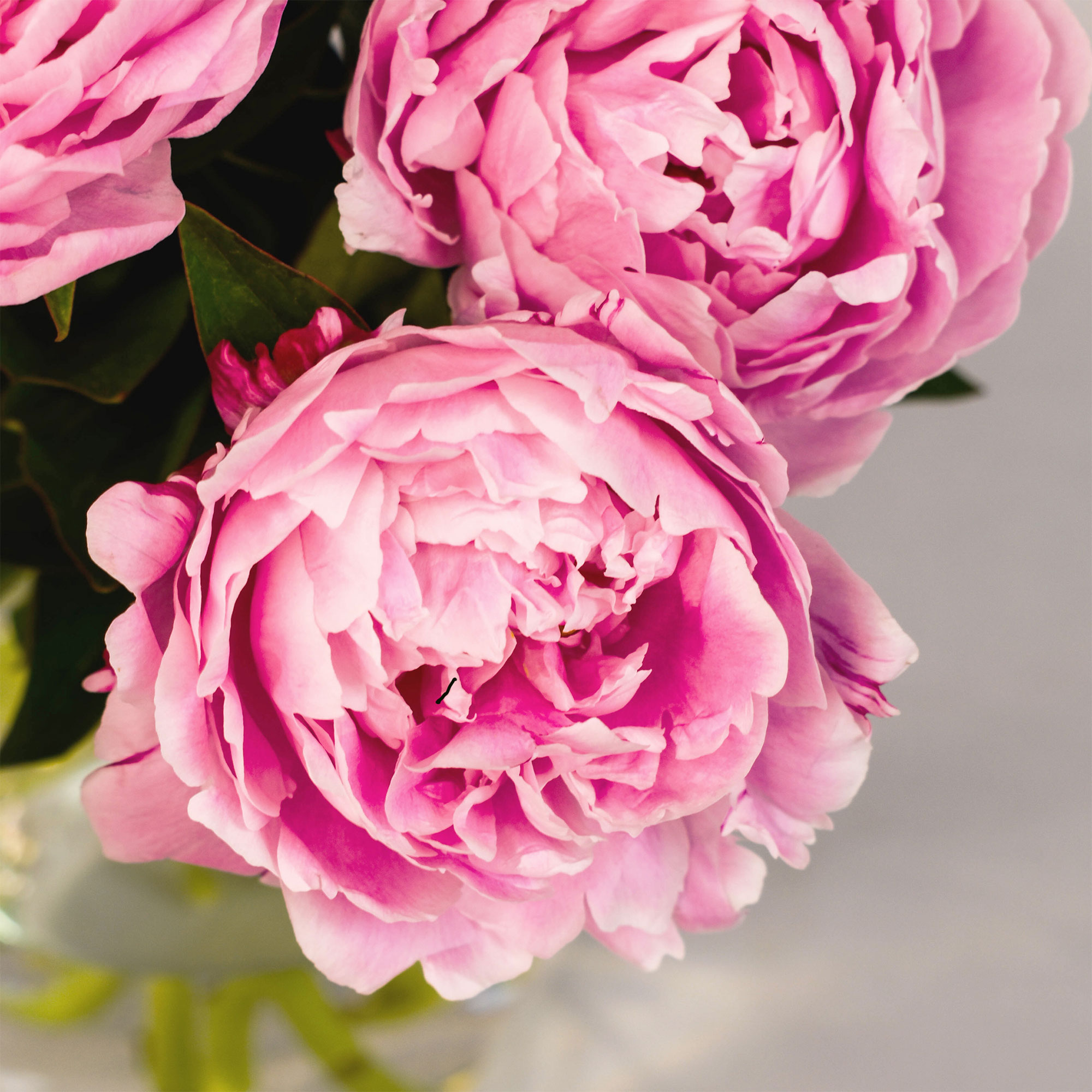 Letterbox Peonies